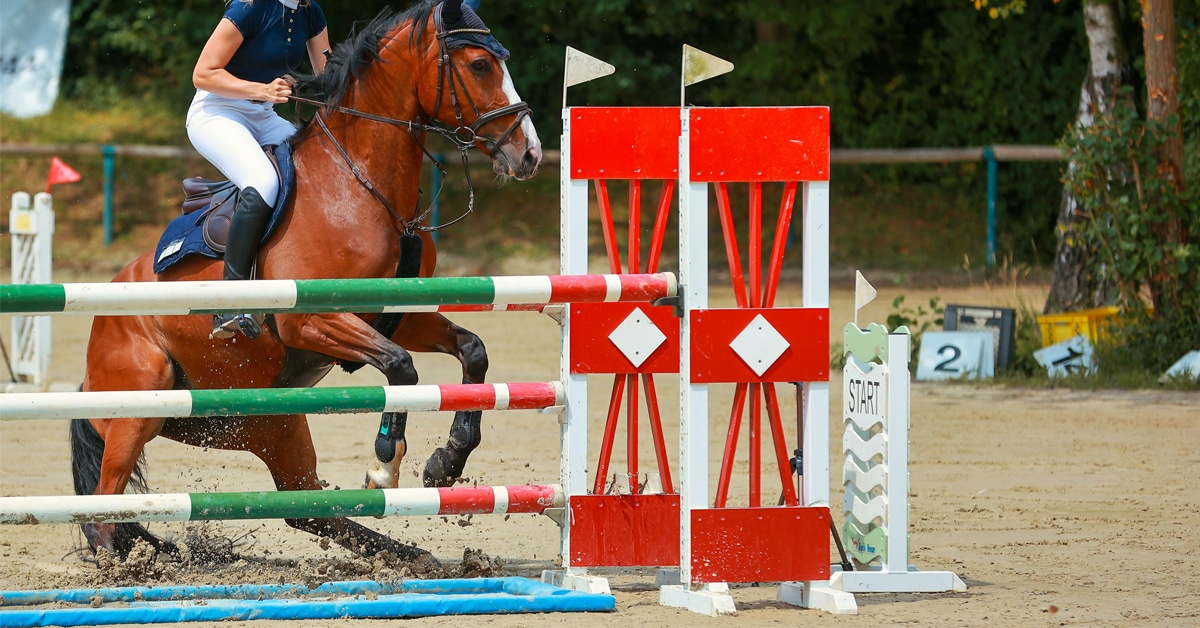A bay horse refusing a show jumping fence.