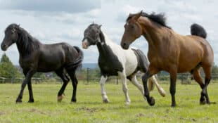 Three cranky horses running in a field.