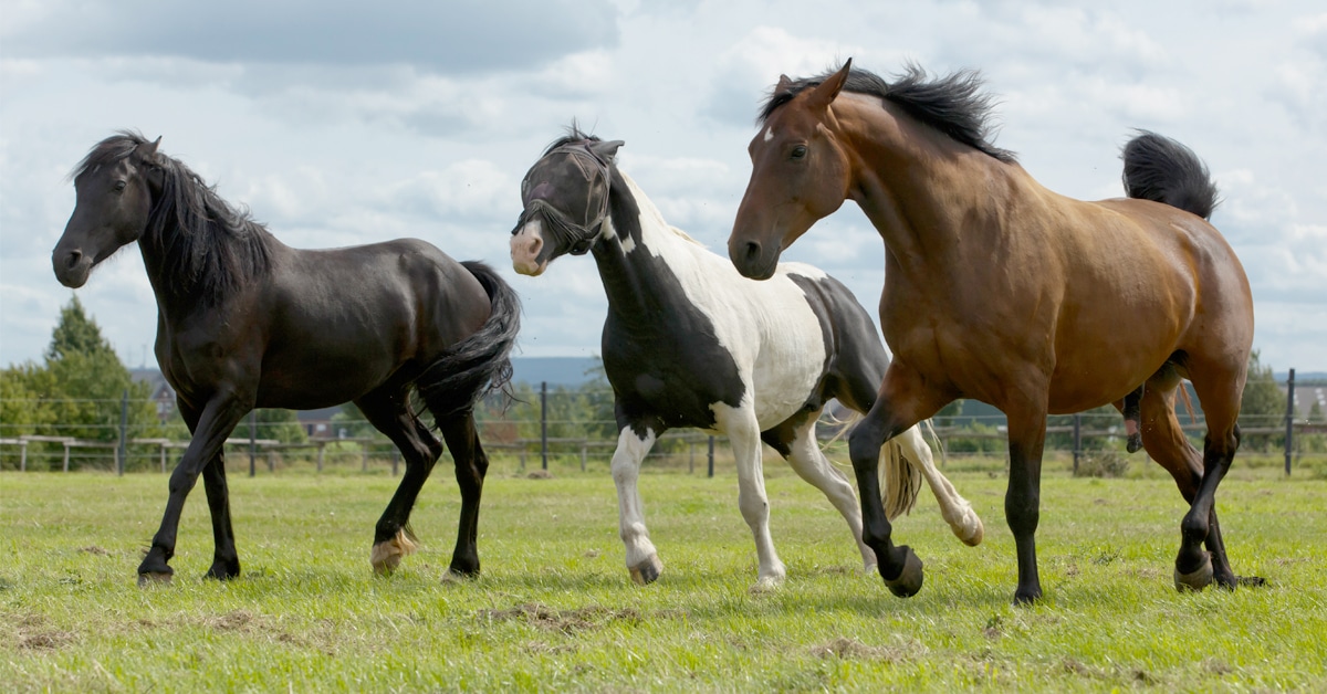 Three cranky horses running in a field.