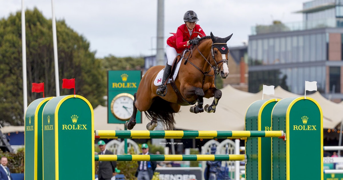 A woman jumping fence on a bay horse.