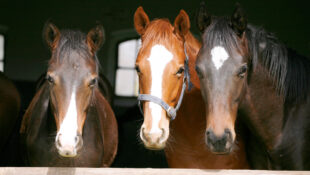 Three horses looking out of a barn doorway.