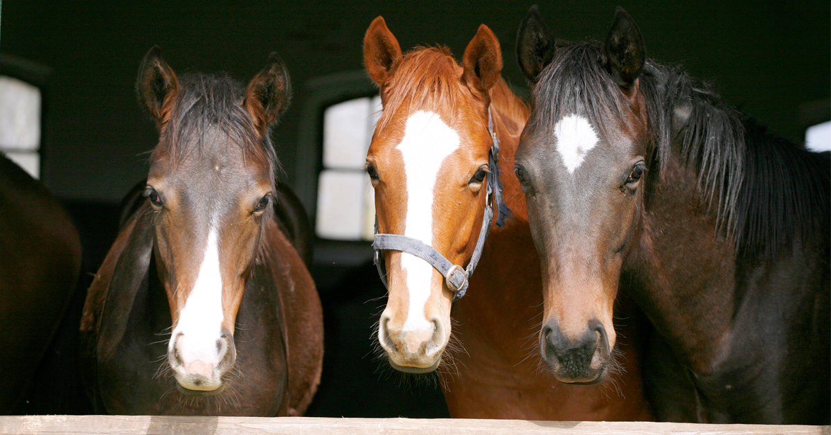 Three horses looking out of a barn doorway.