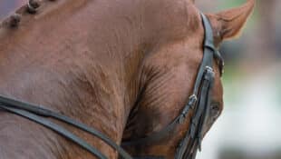 A chestnut dressage horse displaying hyperflexion.