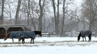 A group of blanketed horses in a snowy field.