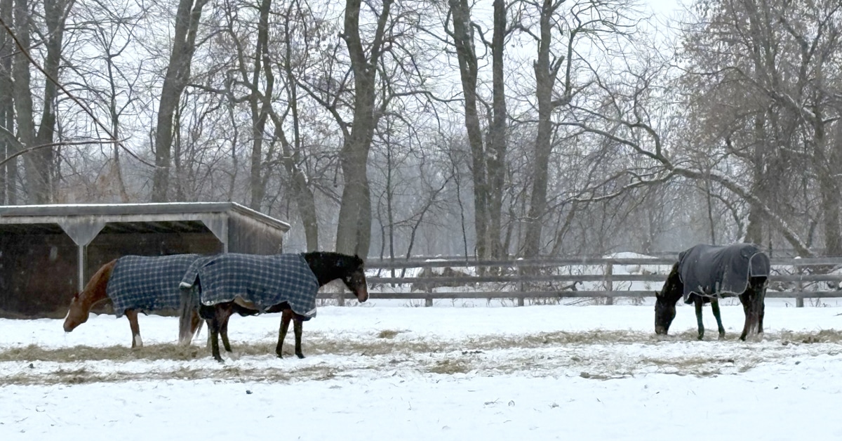A group of blanketed horses in a snowy field.
