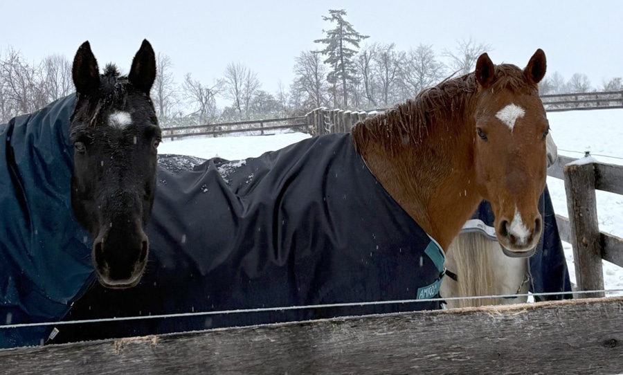 Two horses standing at a fence in winter.