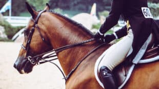 A close-up of a horse and rider entering a hunter ring.