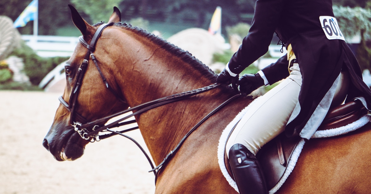 A close-up of a horse and rider entering a hunter ring.