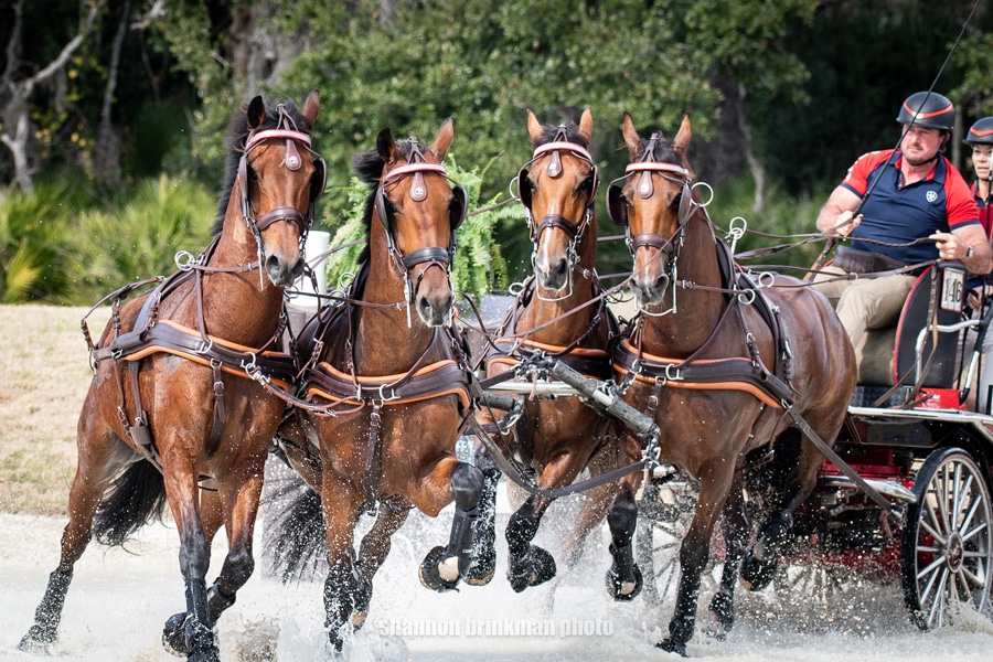A man driving a team of four bay horses through a water hazard.