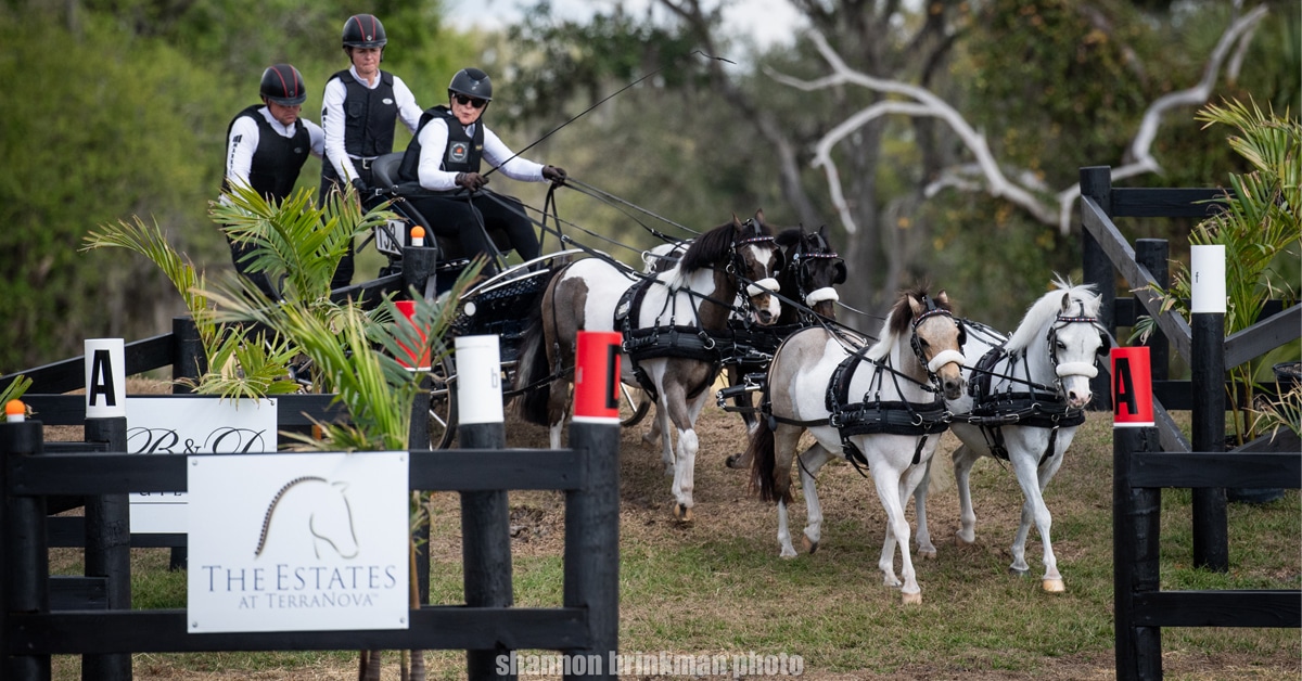 A woman driving a team of ponies during a marathon.