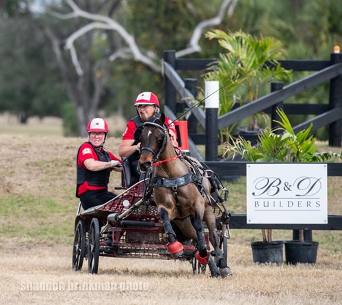 A woman driving a bay pony through an obstacle.