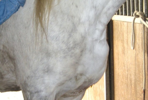 A horse with a pectoral abscess common in Pigeon Fever cases.