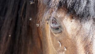 Flies on a horse's face.