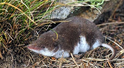 A shrew in the grass.