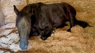 A bay horse lying down in a stall.