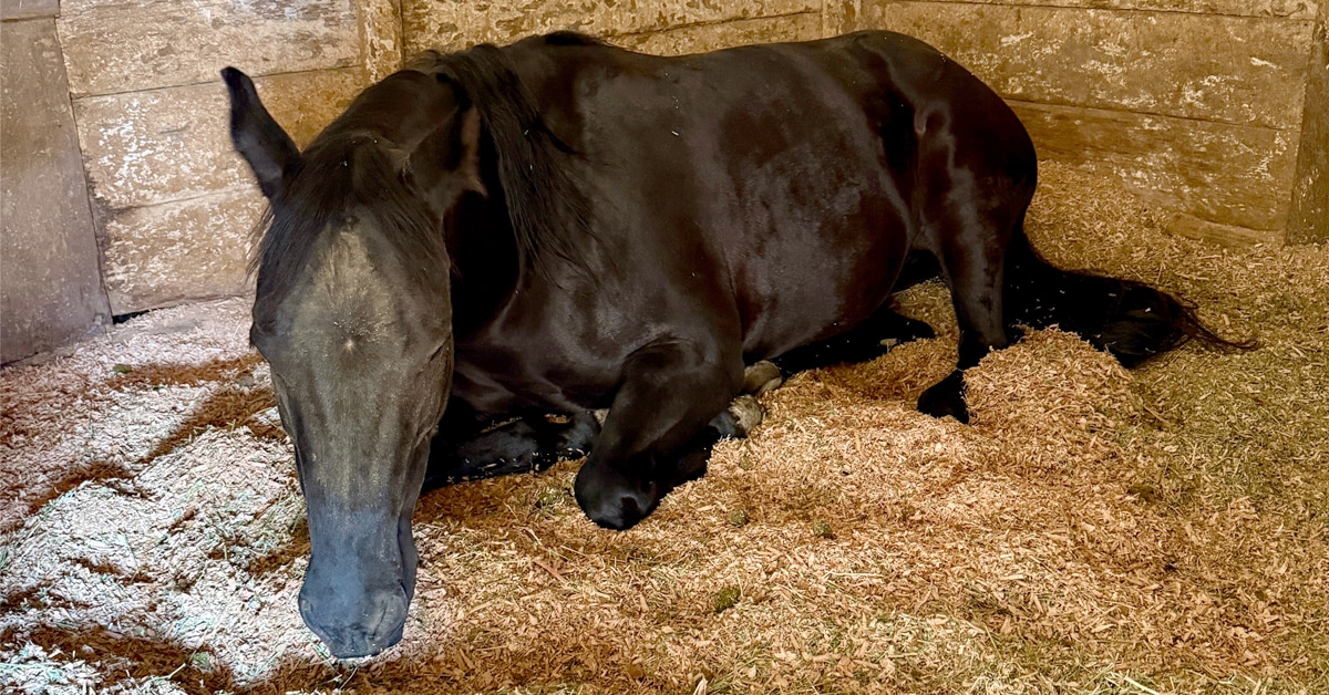 A bay horse lying down in a stall.