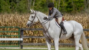 A grey horse being petted by its rider at a show.