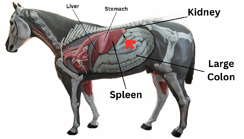 Diagram of a horse's internal organs.