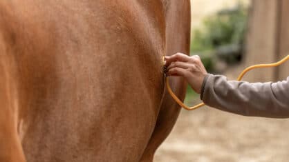 A vet using a stethoscope on a horse's abdomen.