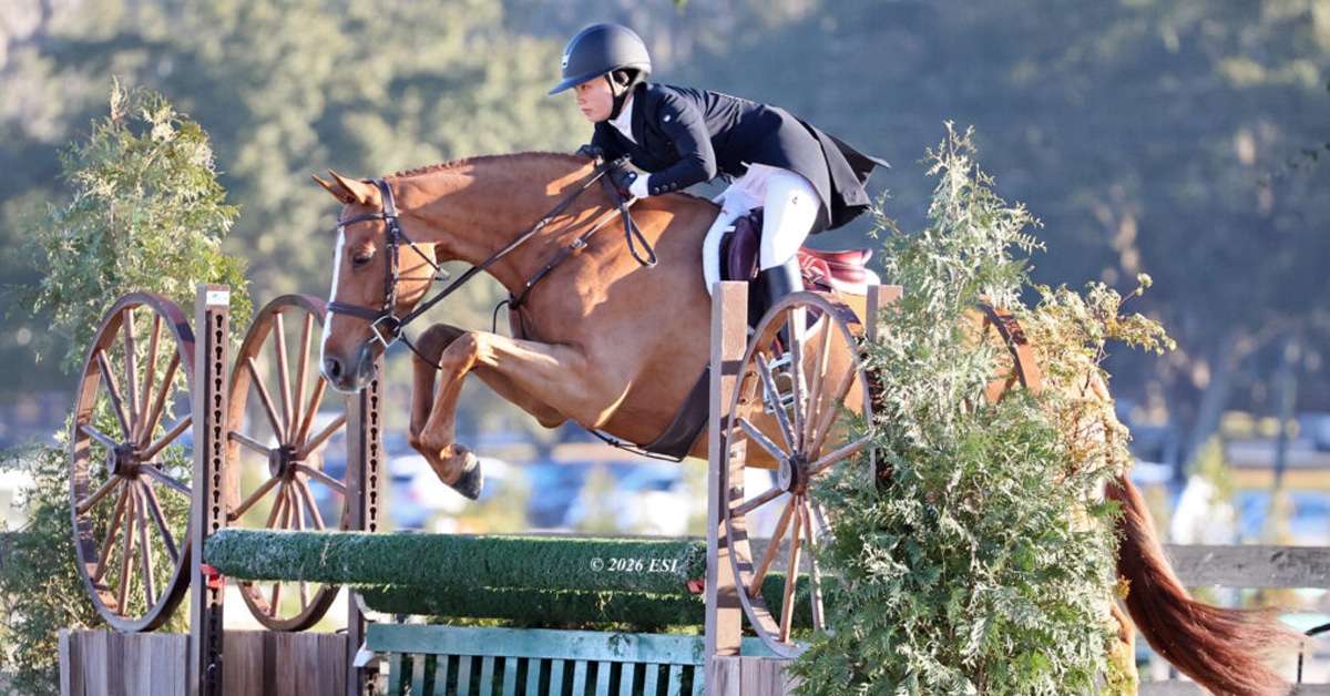 A woman jumping a chestnut horse over a hunter fence in Florida.