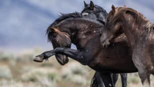 A wild horse pawing the air with two herd mates.