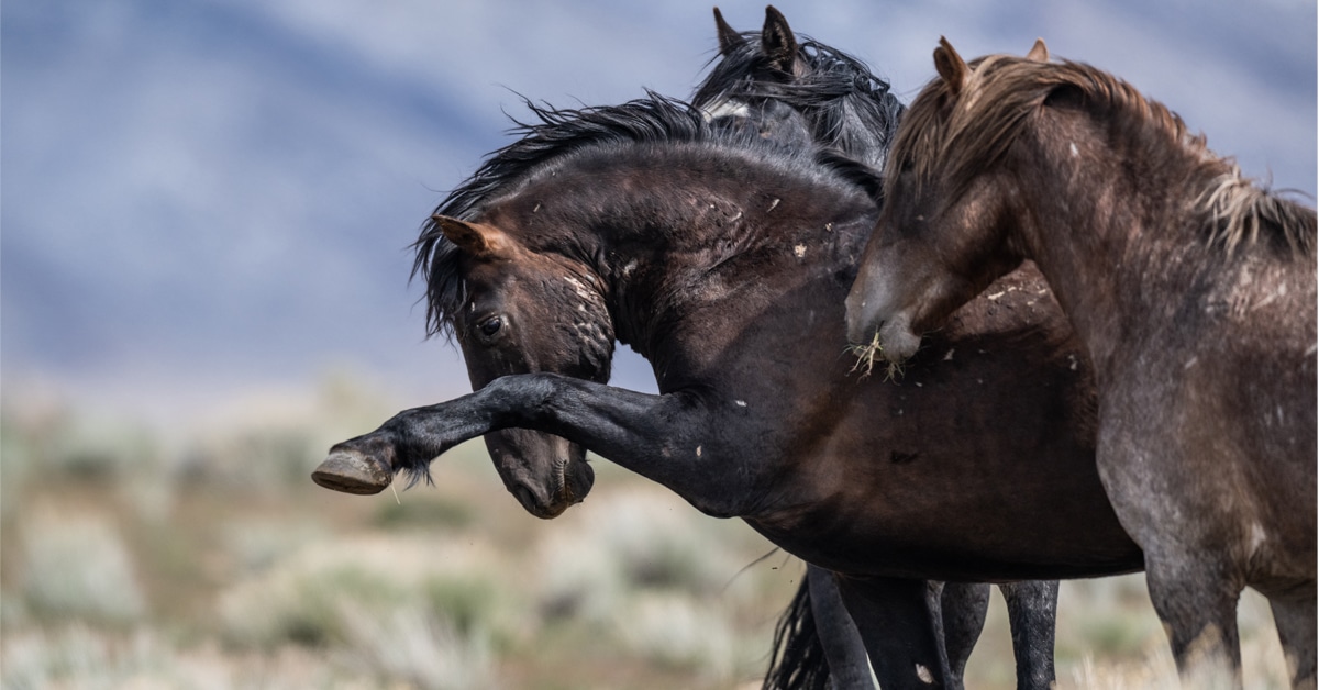 A wild horse pawing the air with two herd mates.