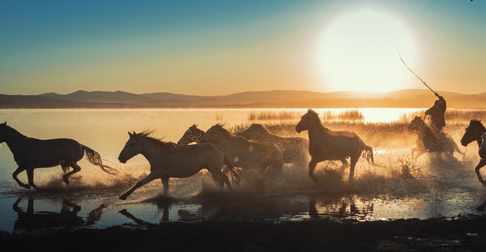 Horses galloping through shallow water in the sunset.