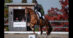 A man performing a canter pirouette on a chestnut horse during a dressage test.