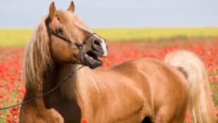 A palomino stallion whinnying in a field of poppies.