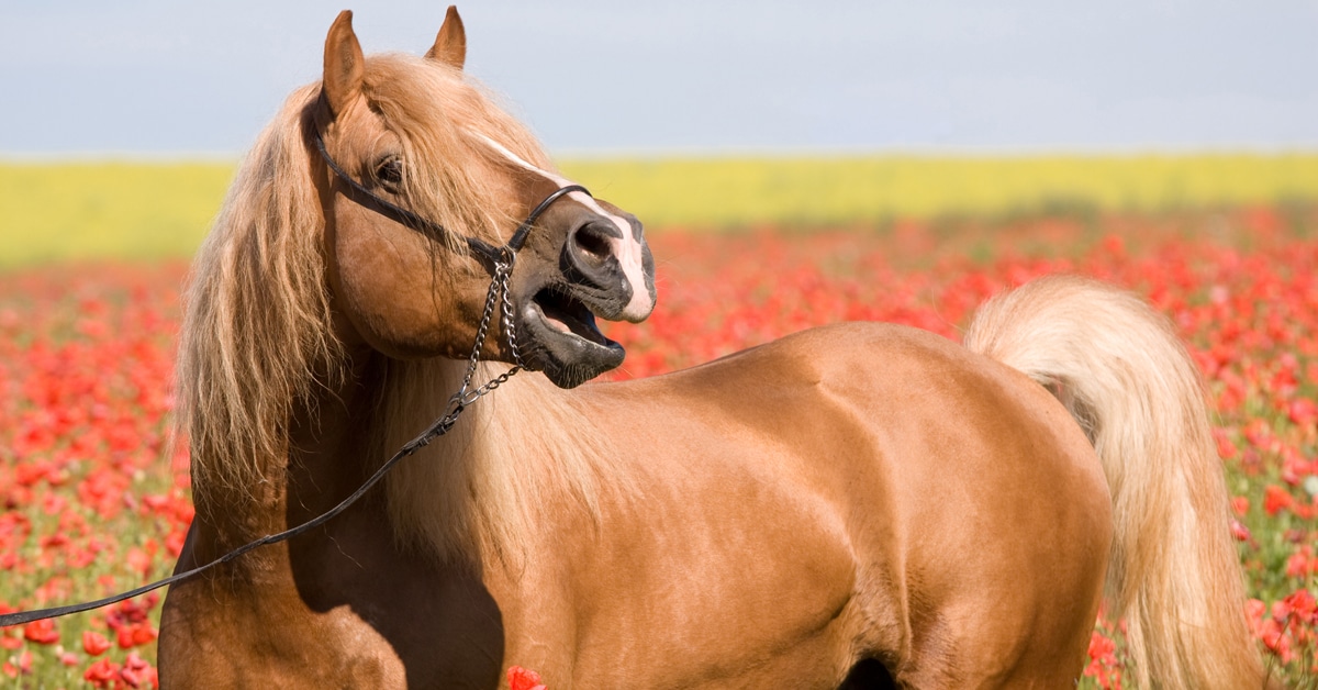 A palomino stallion whinnying in a field of poppies.