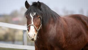 A chubby bay horse.