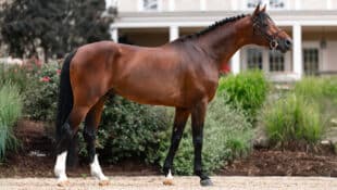 A conformation shot of a bay stallion.