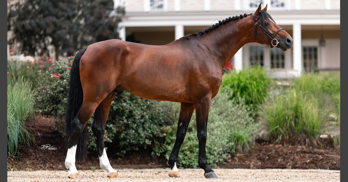 A conformation shot of a bay stallion.