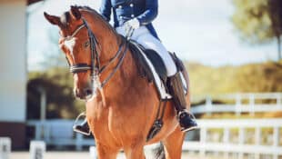 A dressage horse performing in an arena.