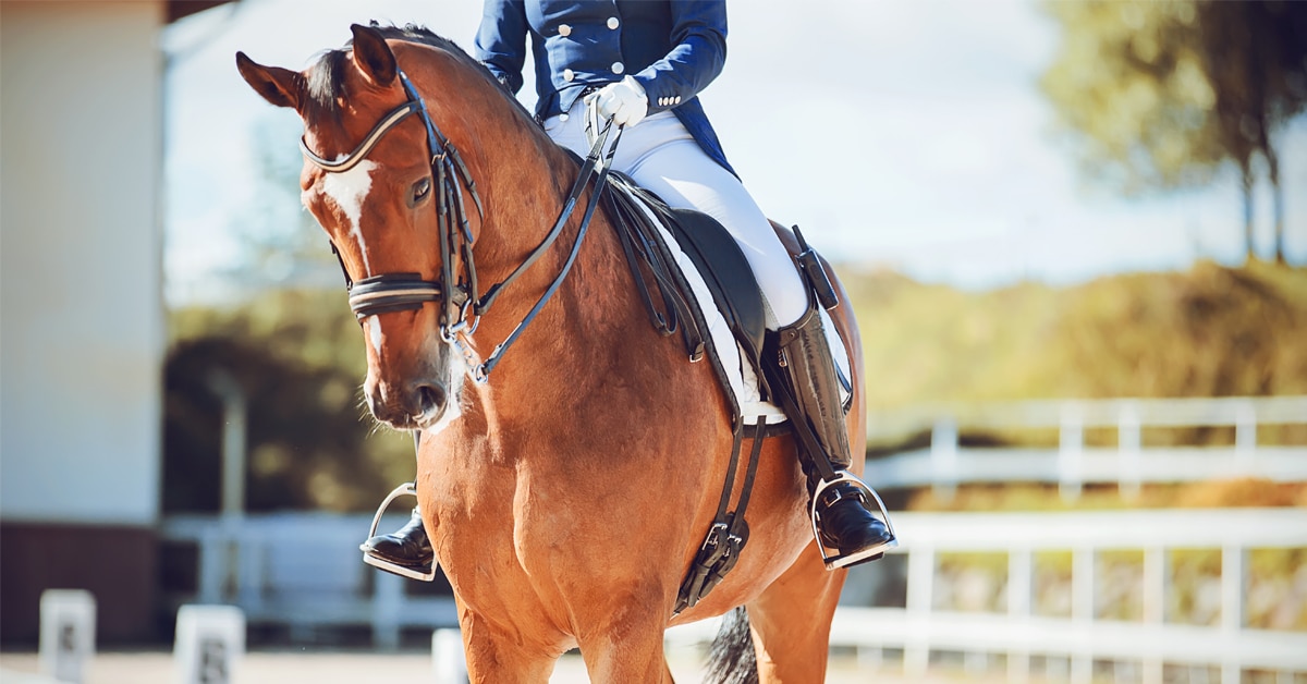 A dressage horse performing in an arena.