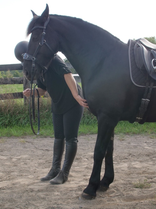 A woman asking a black horse to shift its weight backwards.