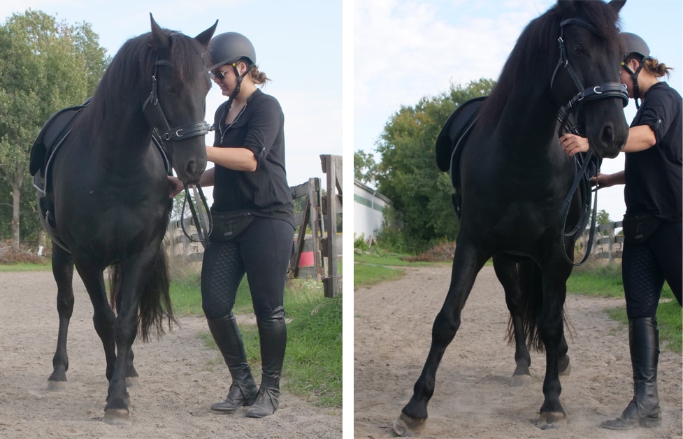 A woman doing ground exercises with a black horse.