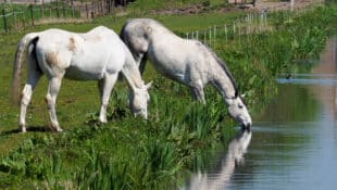 Two grey horses drinking from a farm pond.