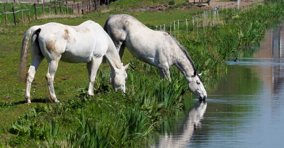 Two grey horses drinking from a farm pond.