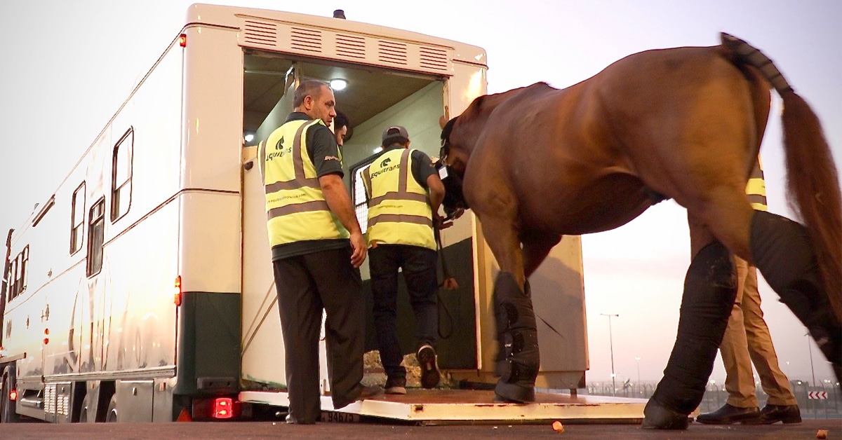 Men loading a horse onto a trailer.