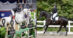 A grey horse jumping a fence; a black dressage horse.