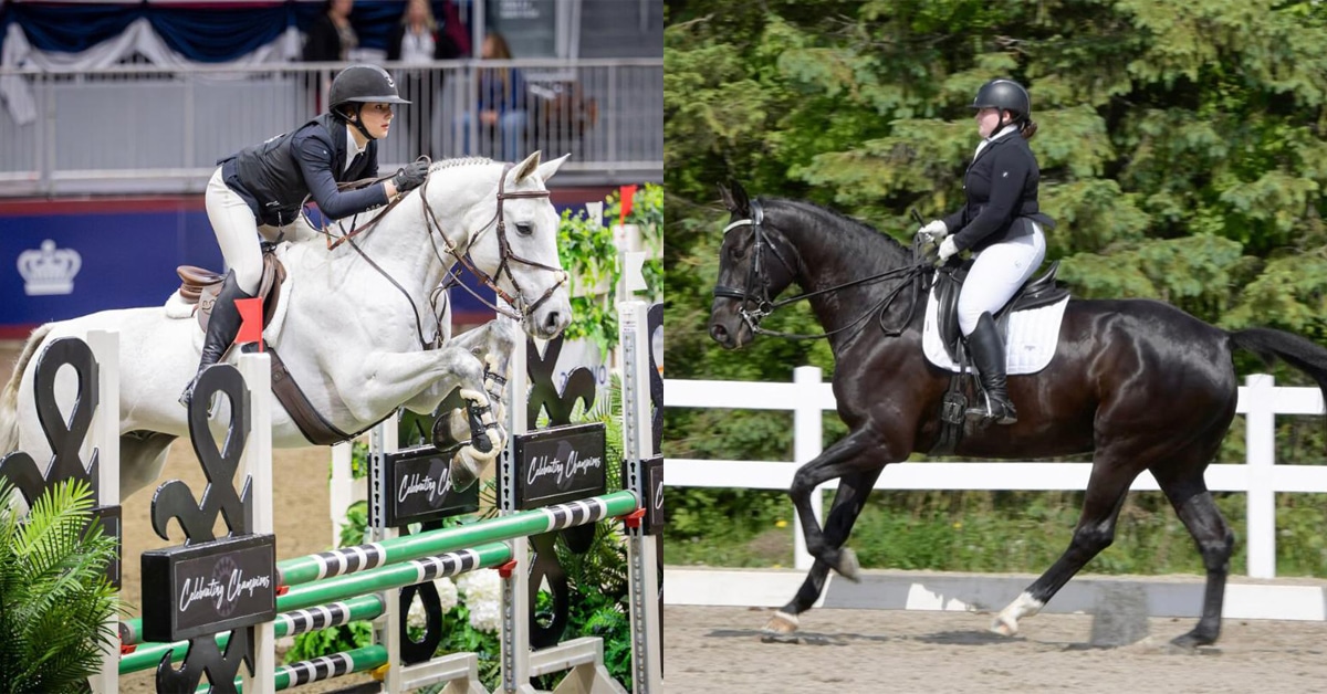 A grey horse jumping a fence; a black dressage horse.