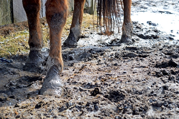 A horse standing in the mud.