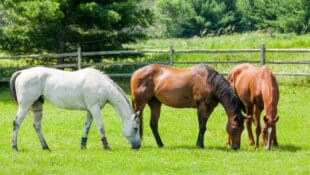 Three horses grazing in a lush pasture.
