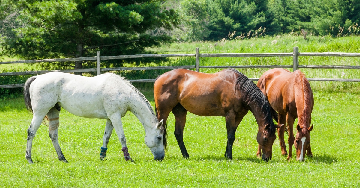 Three horses grazing in a lush pasture.