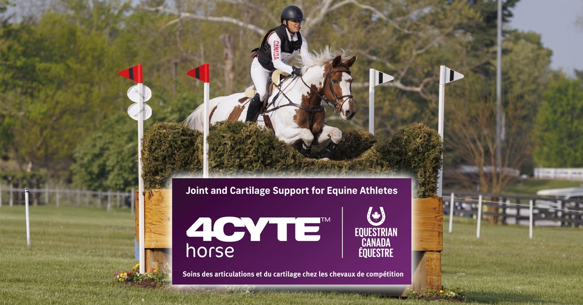 A woman jumping a pinto horse over a cross-country fence; and inset 4CYTE logo.