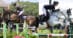 A man jumping a bay horse over a fence; a woman jumping a grey horse over a fence in Florida.