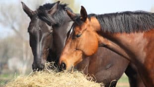 Two horses eating hay out of a feeder.