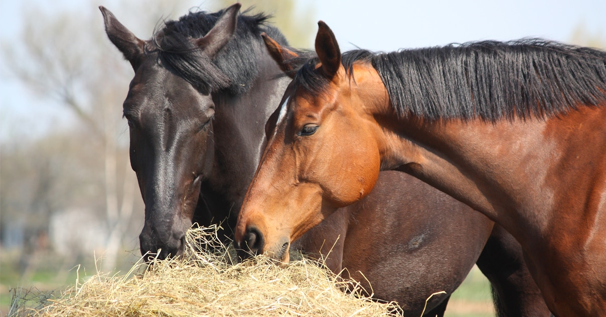 Two horses eating hay out of a feeder.