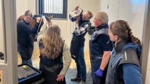Vet techs in a stall examining a horse with an instructor.